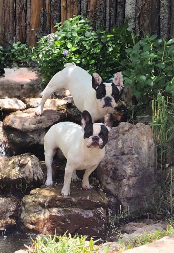 /Images/uploads/The Santa Fe New Mexican/santafepetcontest/entries/33992thumb.jpg